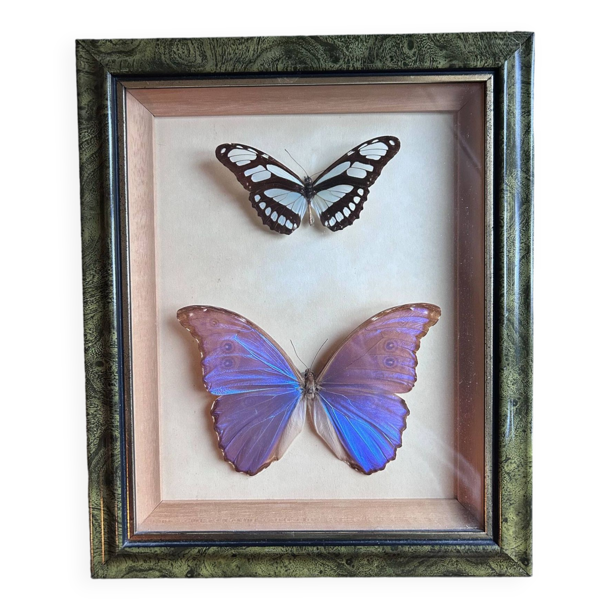 Frame of naturalized butterflies