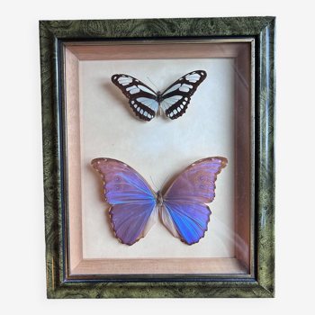 Frame of naturalized butterflies