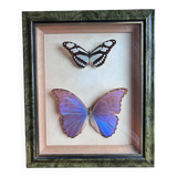 Frame of naturalized butterflies