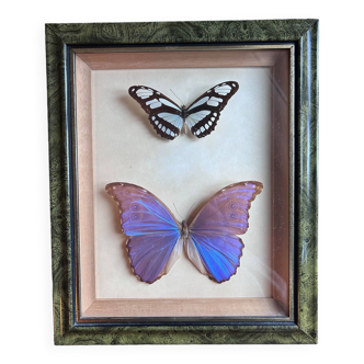 Frame of naturalized butterflies