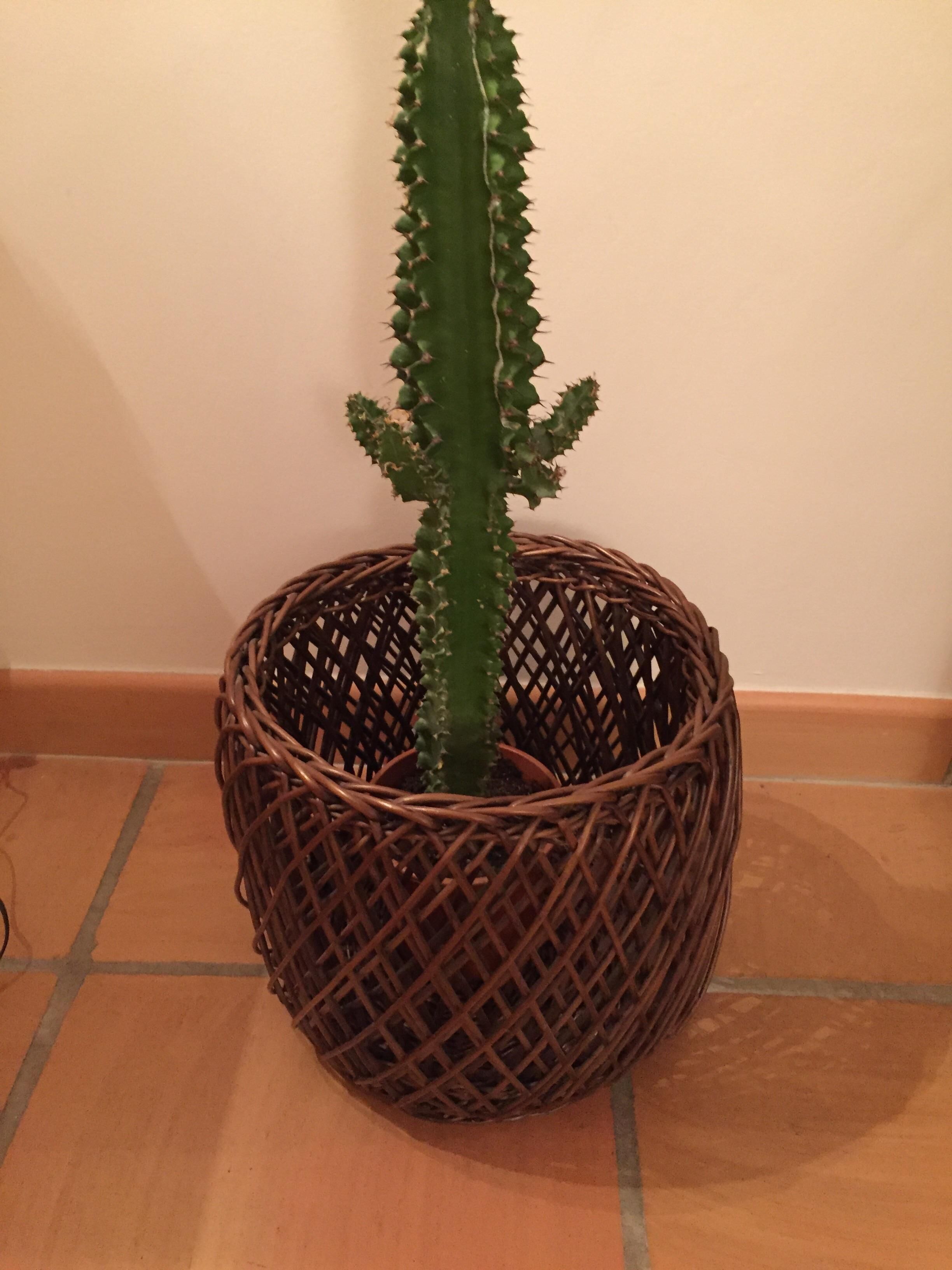 Cache pot