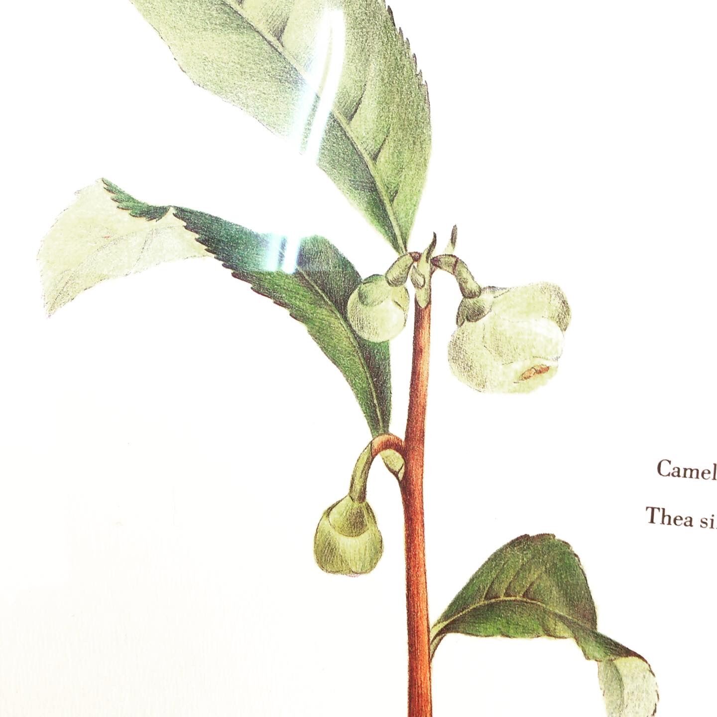 Frame of a botanical poster: The Teaier