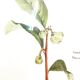 Frame of a botanical poster: The Teaier