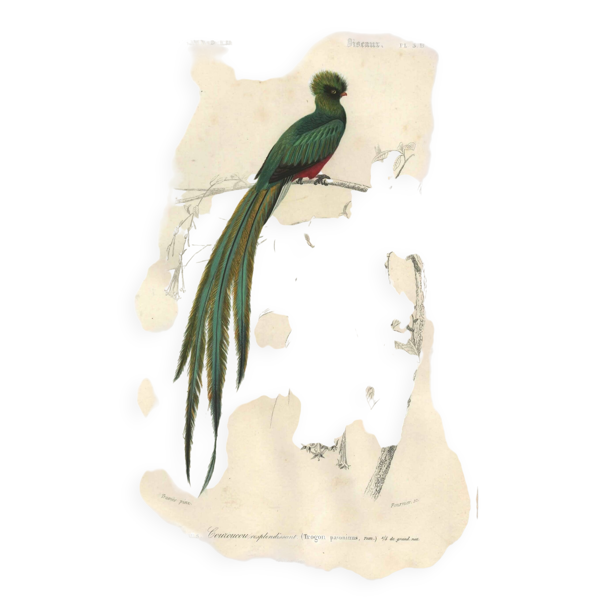 Planche ancienne 1849 - Couroucou par E.Travies - Gravure oiseaux naturel