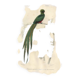 Planche ancienne 1849 - Couroucou par E.Travies - Gravure oiseaux naturel