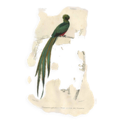 Planche ancienne 1849 - Couroucou par E.Travies - Gravure oiseaux naturel