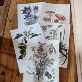 Botanical plates