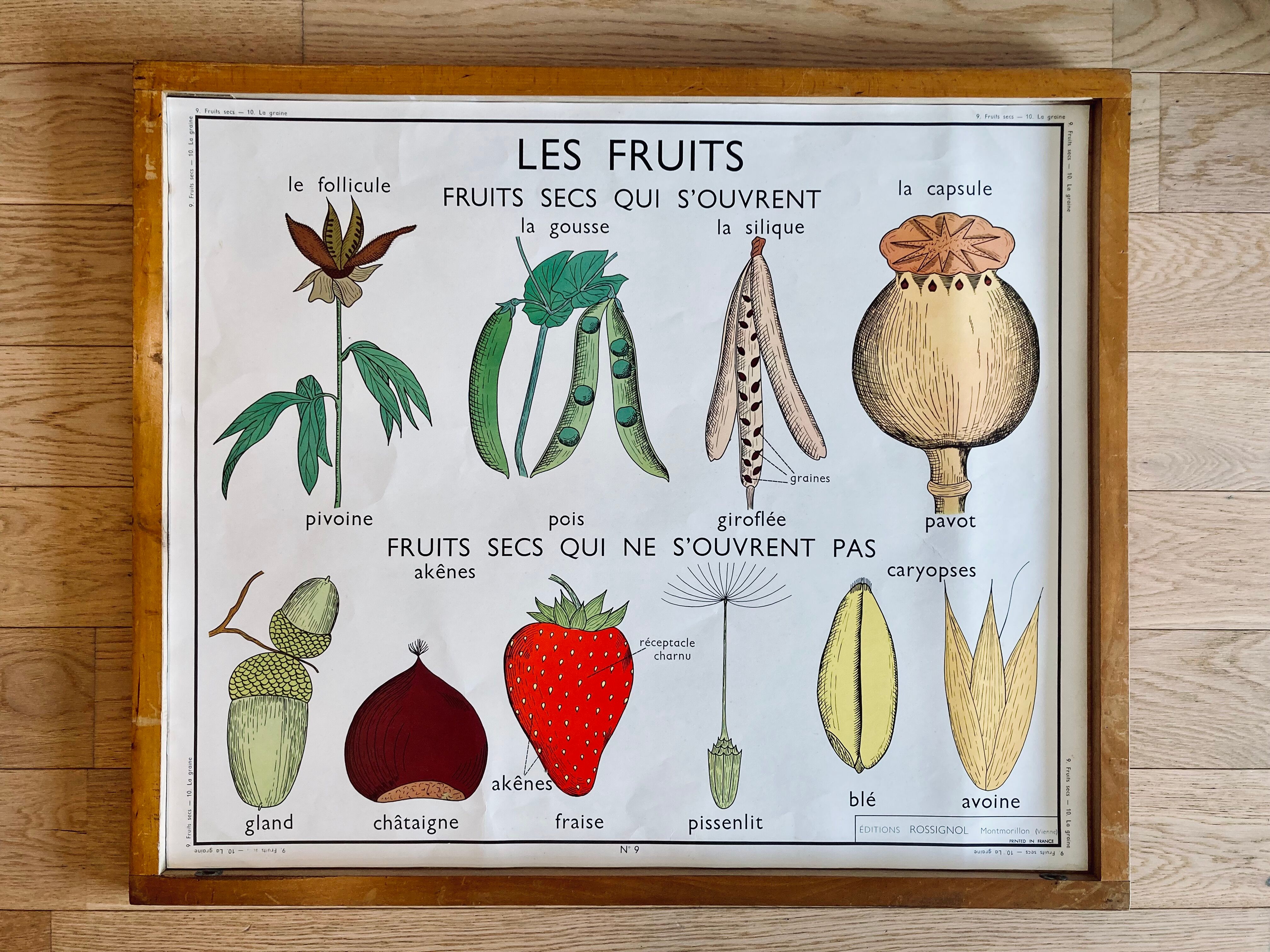Vintage 60s Rossignol Educational School Poster - Dried Fruits and Seed