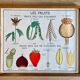 Vintage 60s Rossignol Educational School Poster - Dried Fruits and Seed