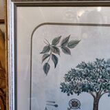 Tableau botanique L'Avocatier