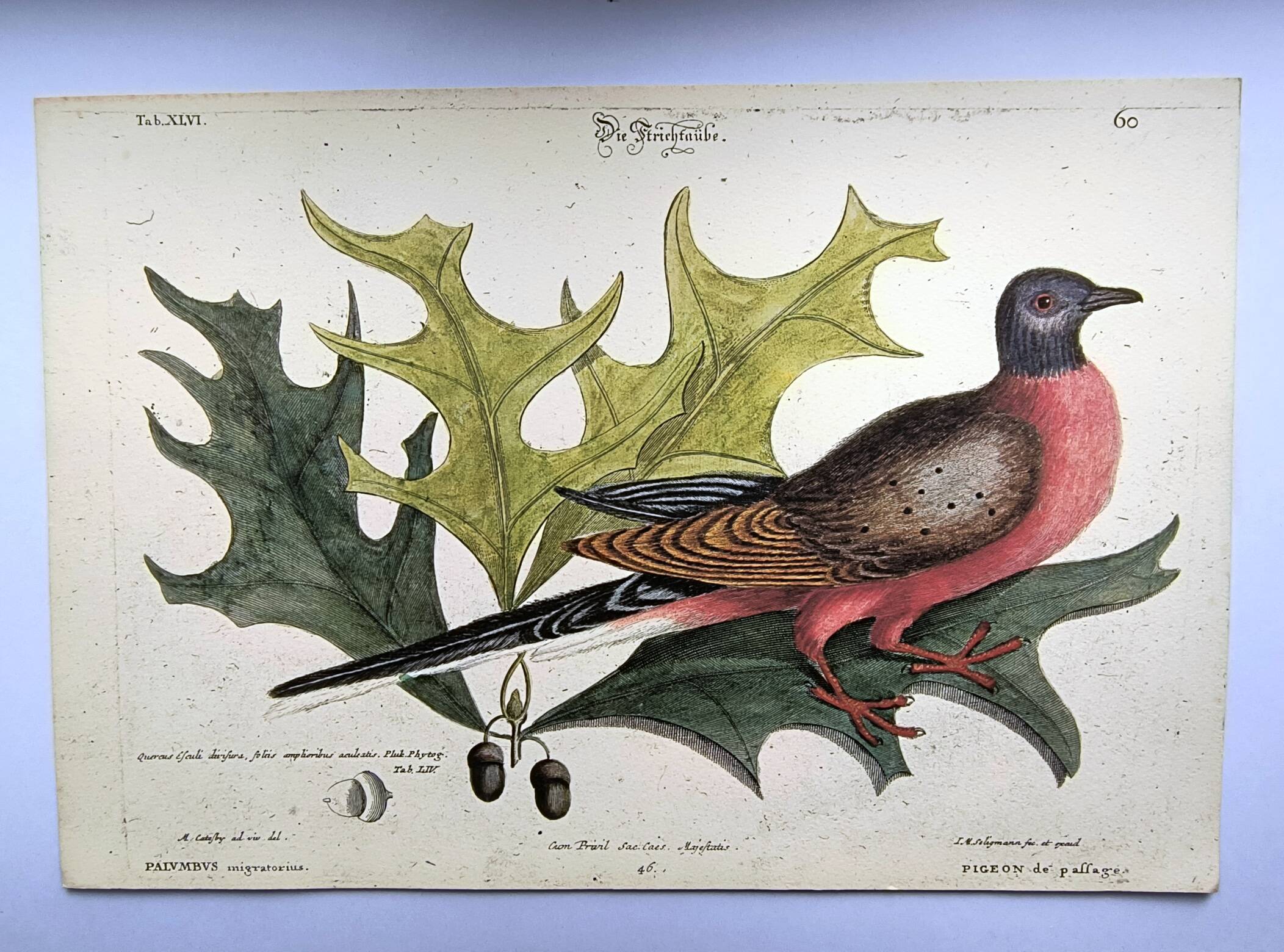 Antique bird plate - Passenger Pigeon - Zoological engraving by Seligmann