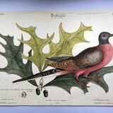 Antique bird plate - Passenger Pigeon - Zoological engraving by Seligmann