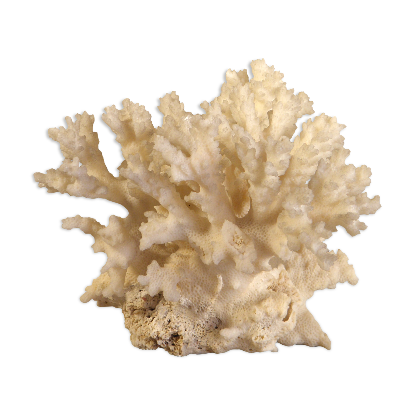 White coral 15 x 12 cm