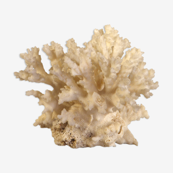 Corail blanc 15 x 12 cm