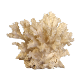 White coral 15 x 12 cm