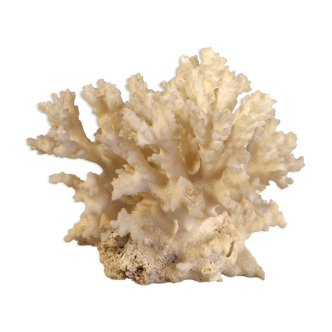 White coral 15 x 12 cm
