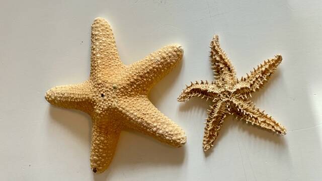 Vintage starfish