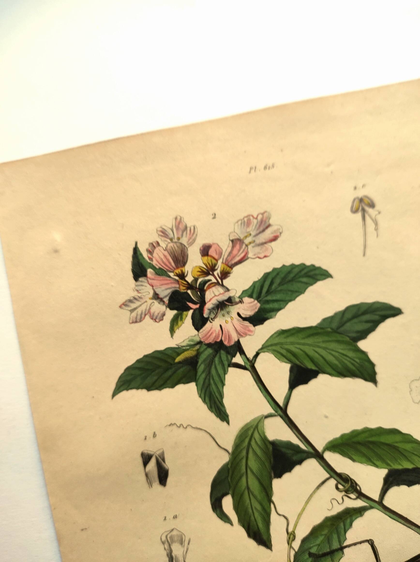 Antique engraving from 1839 - Prostenthère - Hand-colored plate