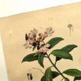 Antique engraving from 1839 - Prostenthère - Hand-colored plate
