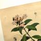 Antique engraving from 1839 - Prostenthère - Hand-colored plate