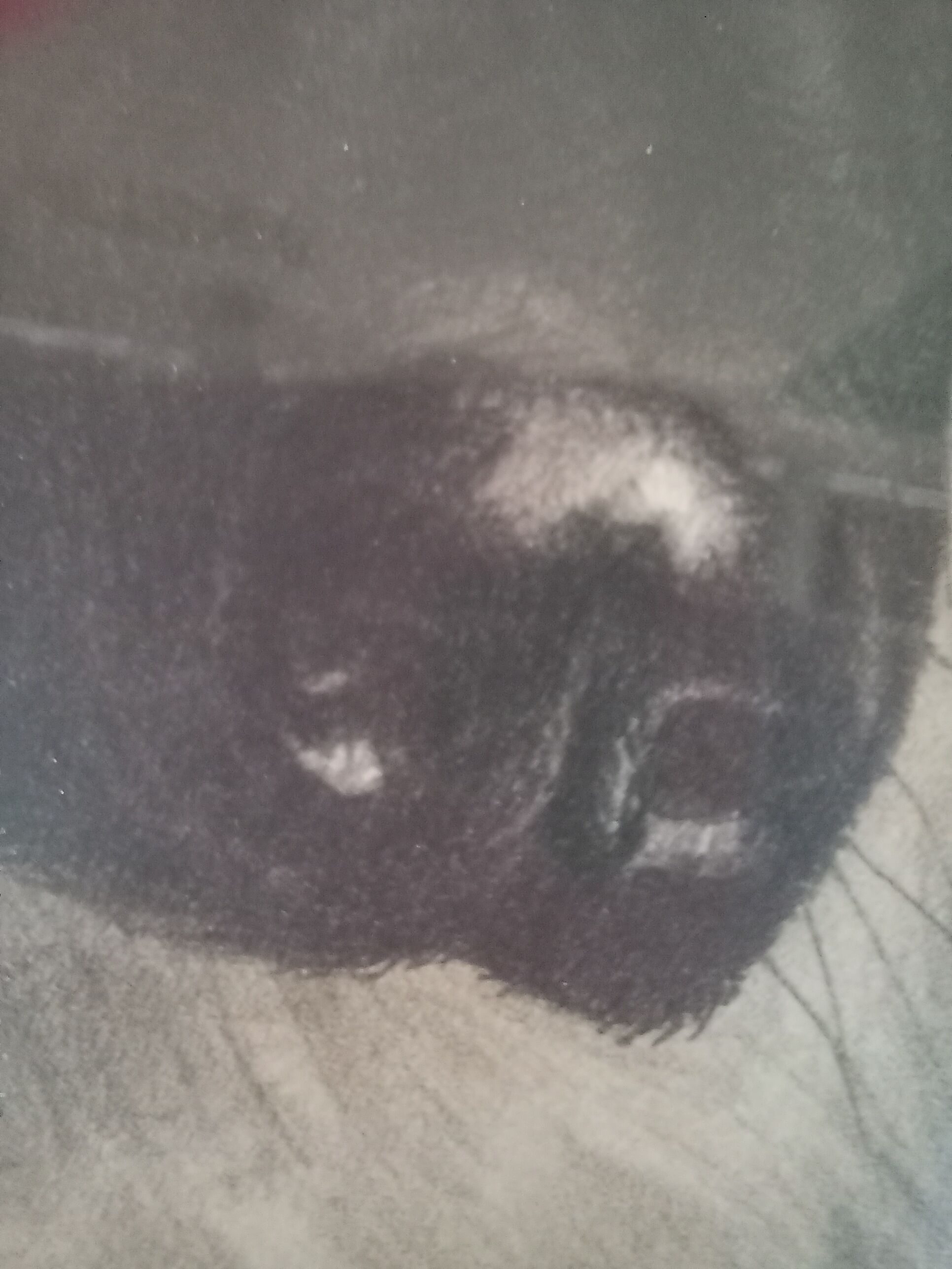 Léon DANCHIN (1887-1938) : GERMAN SHEPHERD Numbered and Signed Lithograph