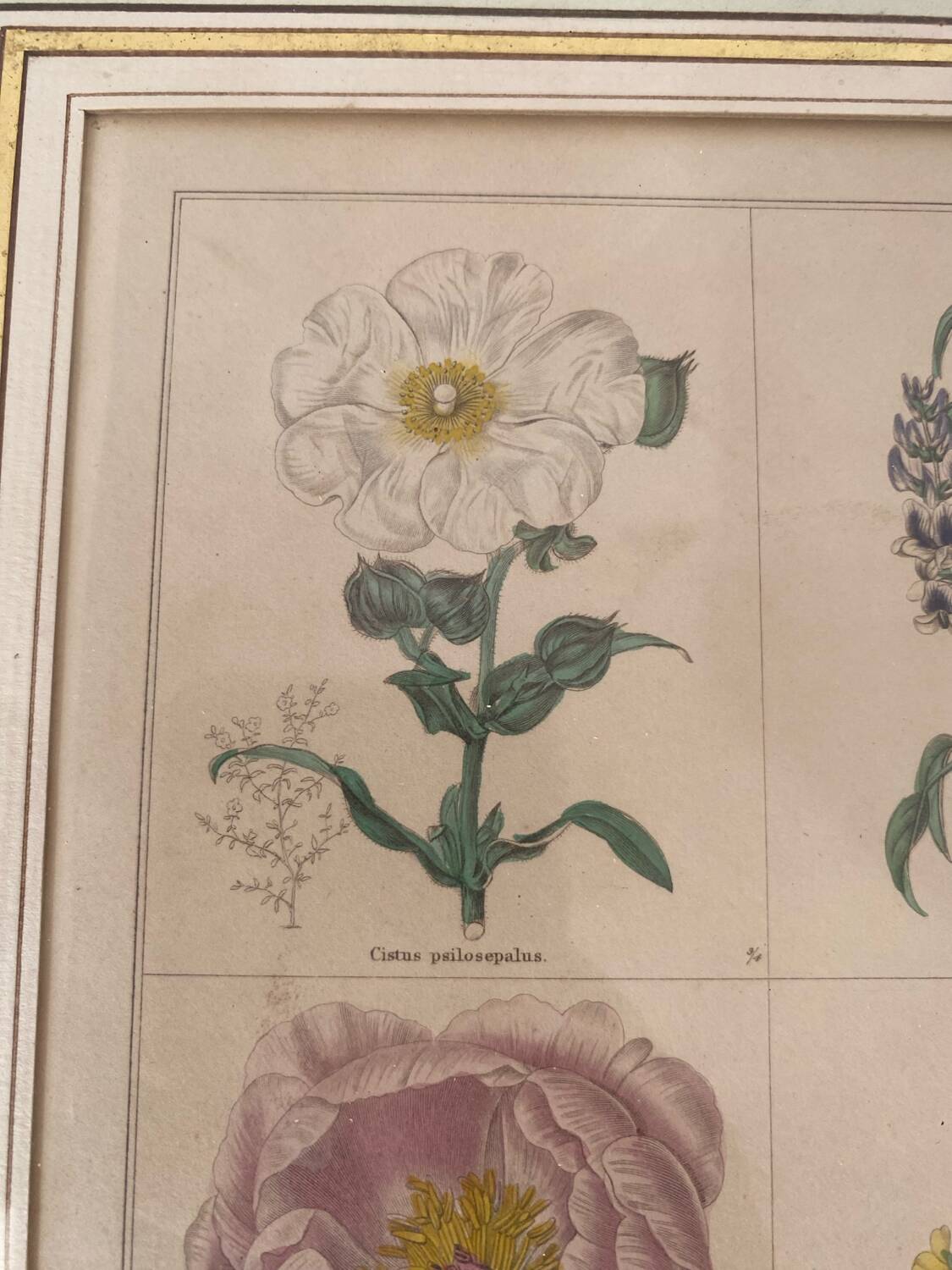 Botanical plate of 4 flowers from the 1960s.