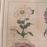 Botanical plate of 4 flowers from the 1960s.