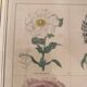 Botanical plate of 4 flowers from the 1960s.