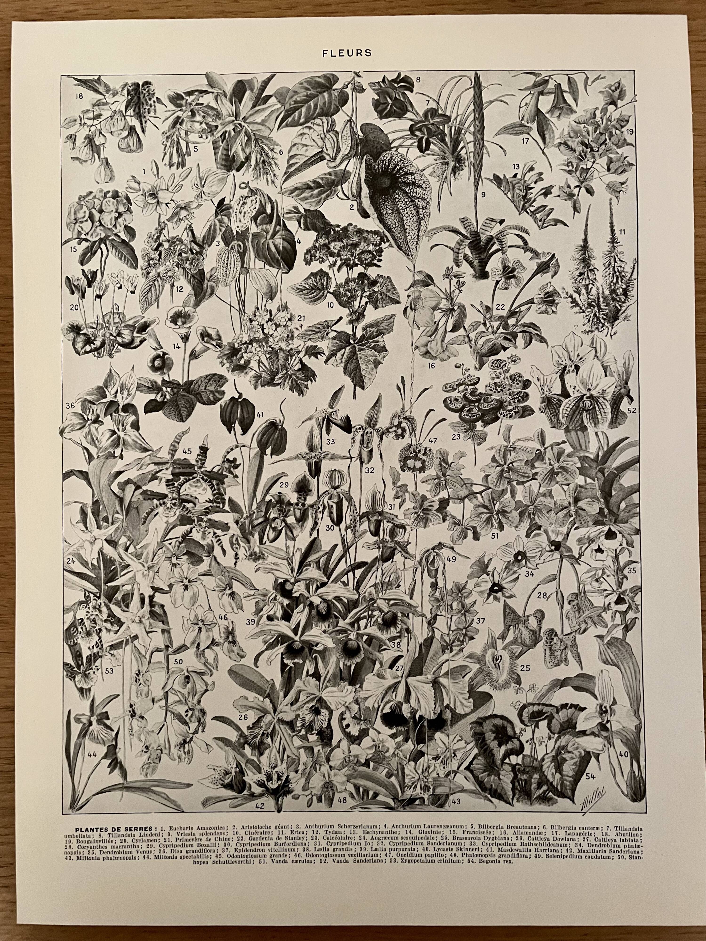 Lithograph engraving on flowers from 1928 (trees and shrubs)