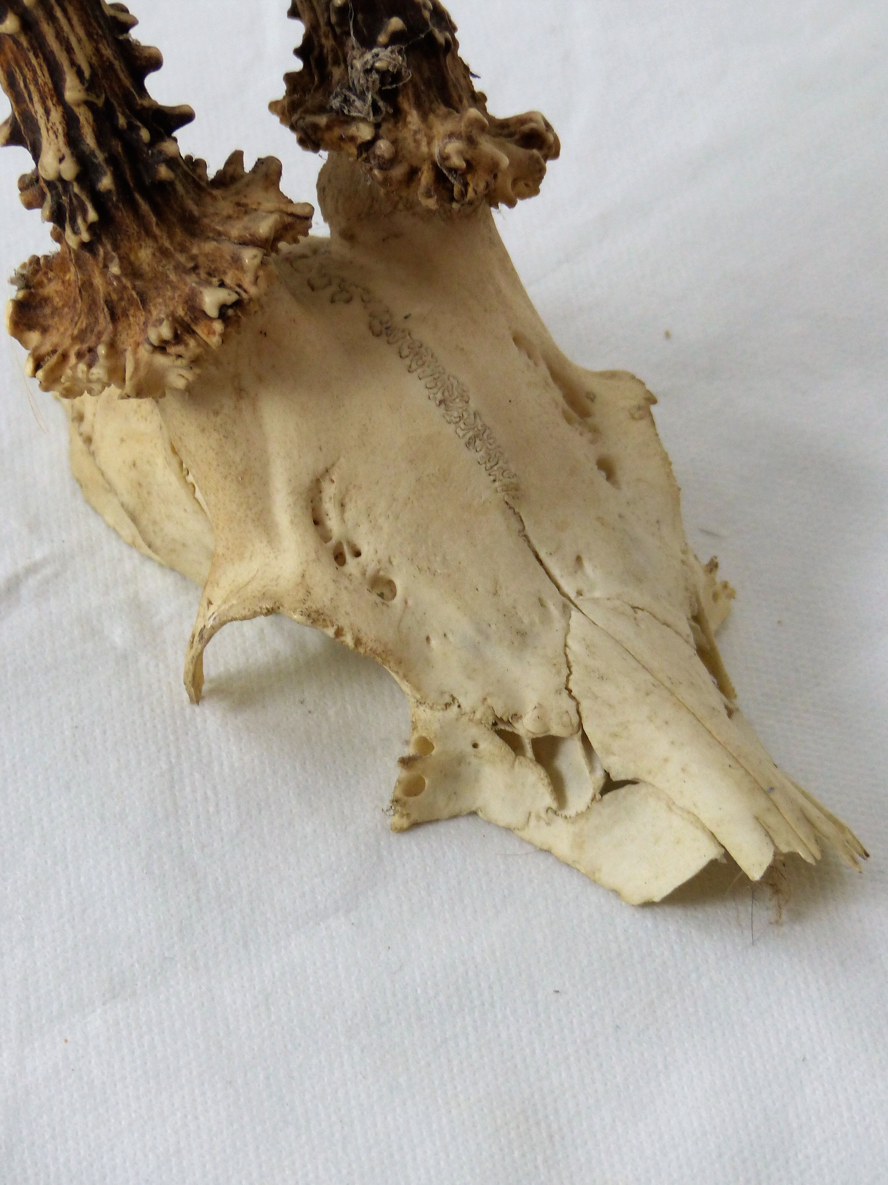 Deer massacre trophy