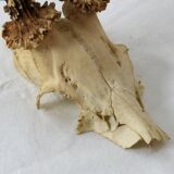 Deer massacre trophy