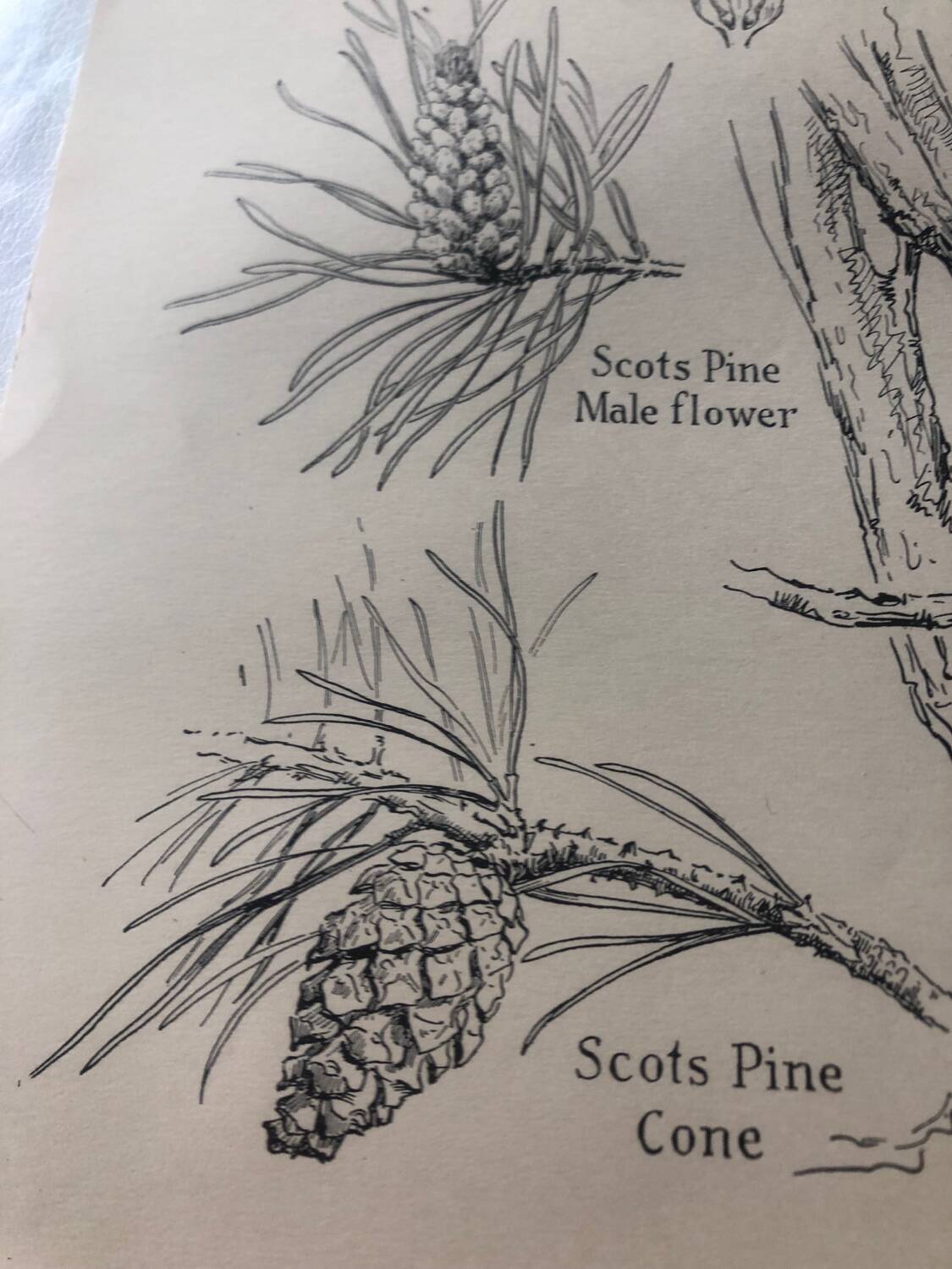 Botanical poster Pin