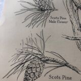 Botanical poster Pin