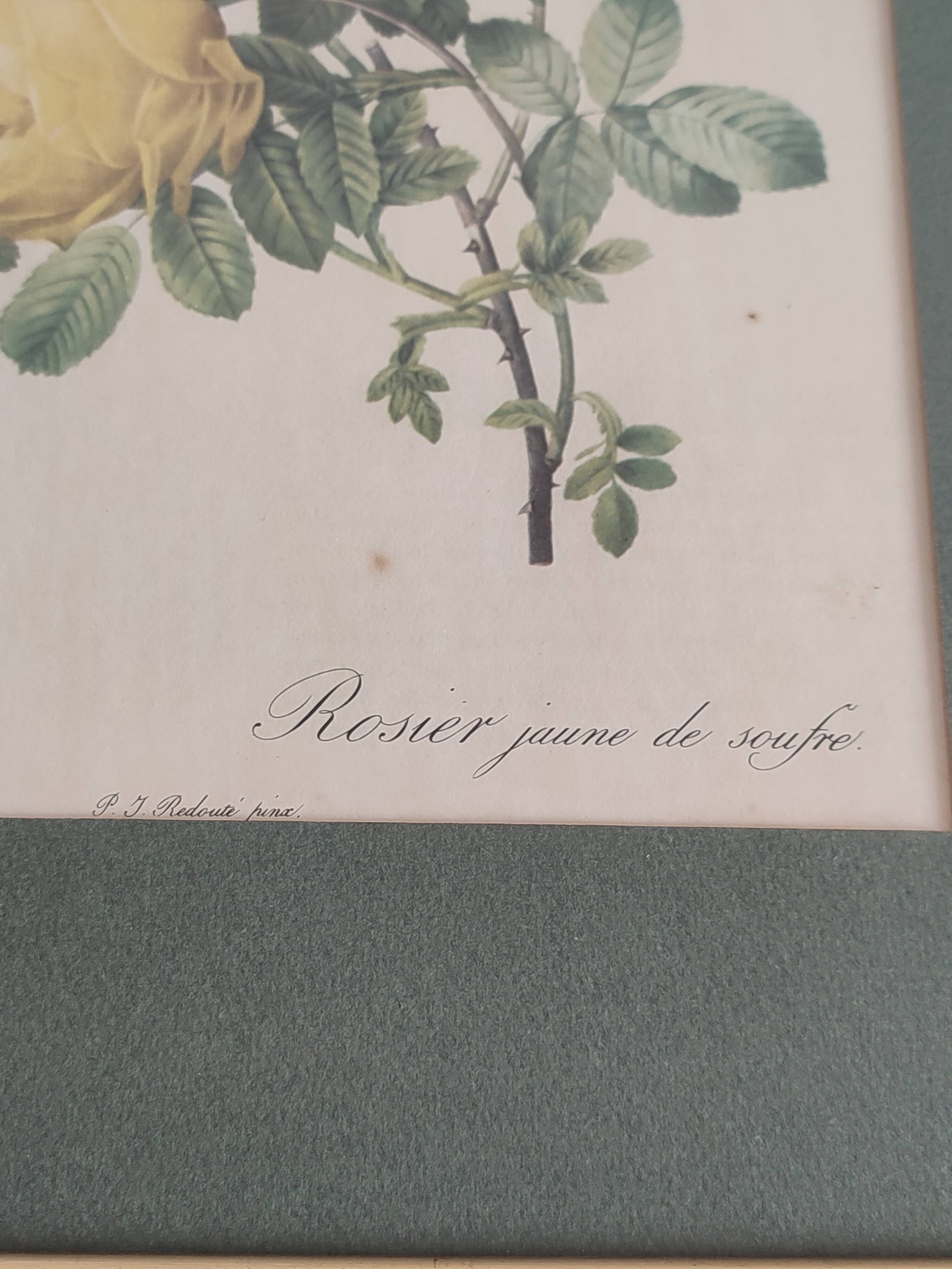 Botanical board by Redouté