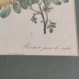 Botanical board by Redouté