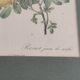Botanical board by Redouté