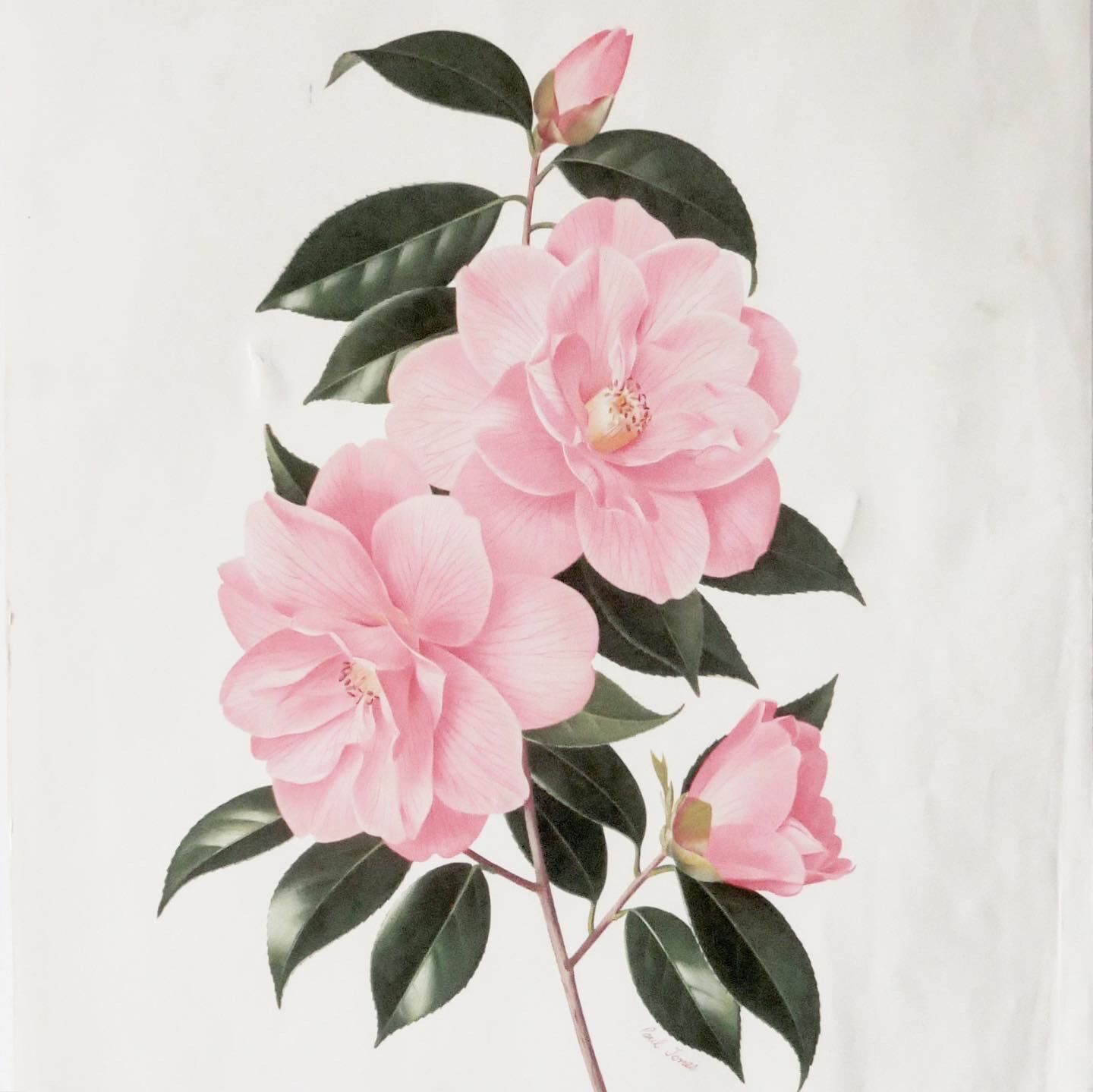 Camellia engraving by Paul Jones