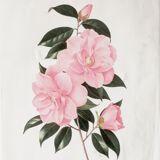 Camellia engraving by Paul Jones