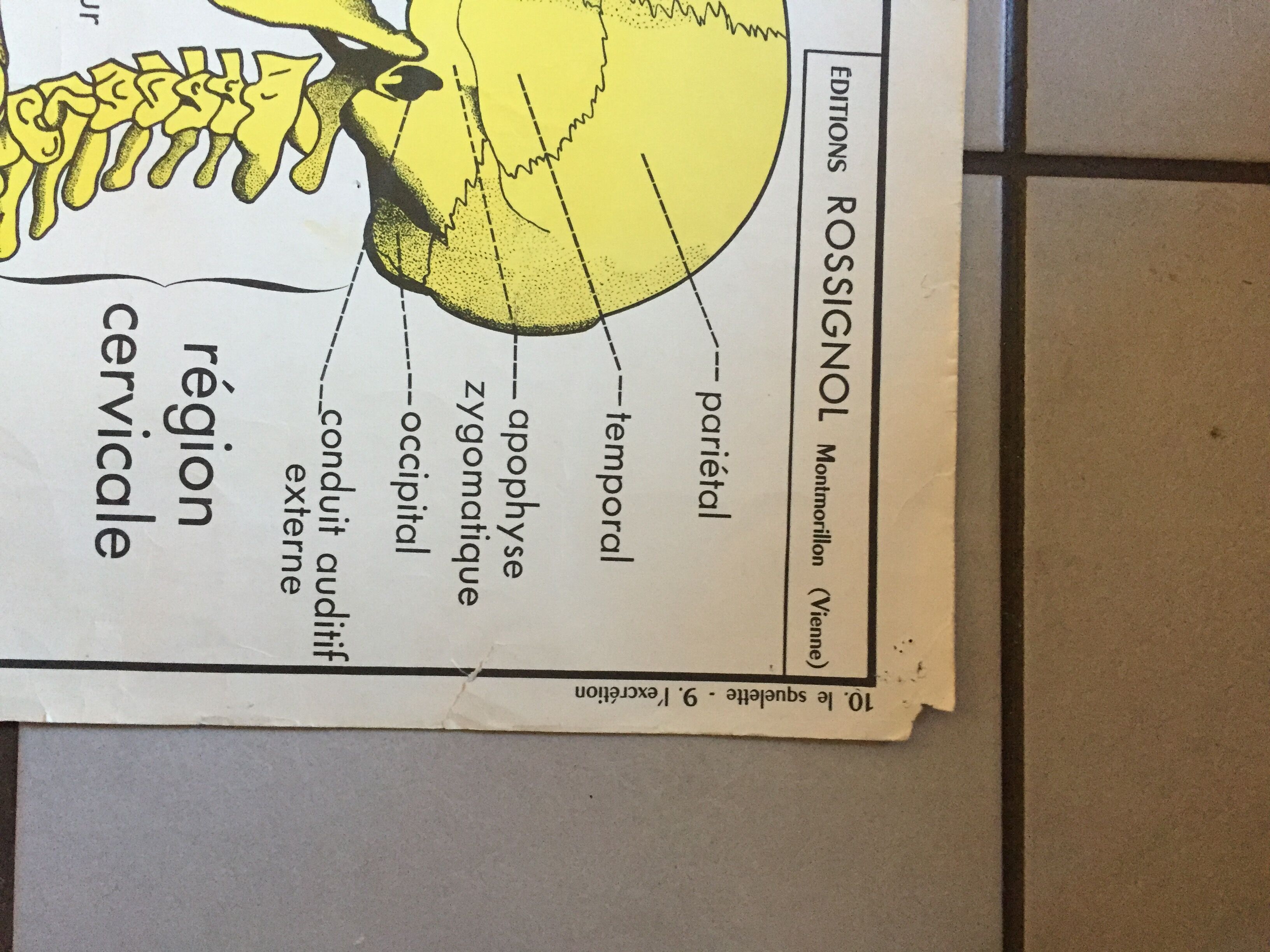 Carte d’école rossignol, le squelette et l’excrétion