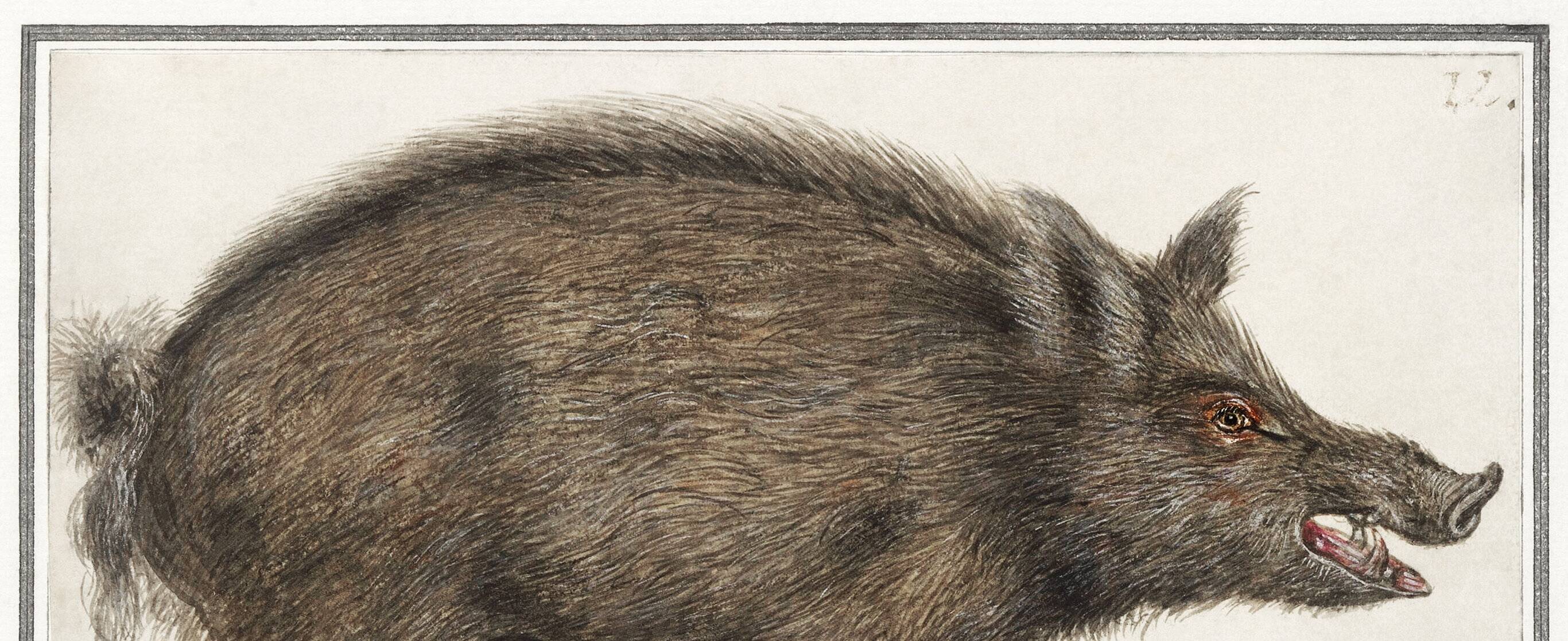 Small poster about wild boar, after an old engraving from 1610.