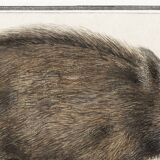 Small poster about wild boar, after an old engraving from 1610.