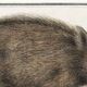 Small poster about wild boar, after an old engraving from 1610.