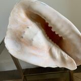 Shell horned helmet 30 cm