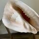 Shell horned helmet 30 cm