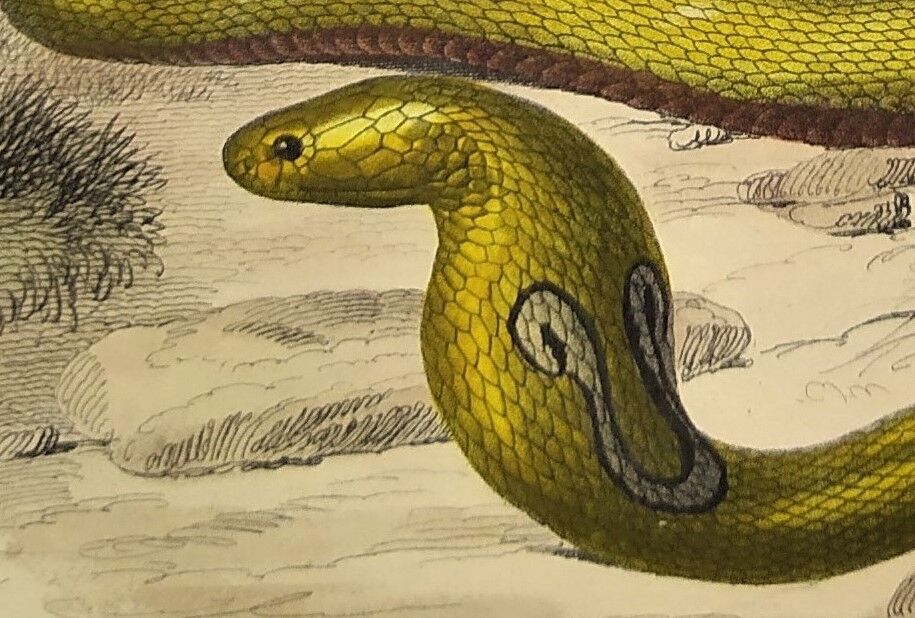 Original zoological plate of 1839 "saurian" nasic,....