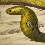 Original zoological plate of 1839 "saurian" nasic,....