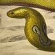 Original zoological plate of 1839 "saurian" nasic,....