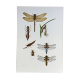 Old illustration "insects", 1960s.