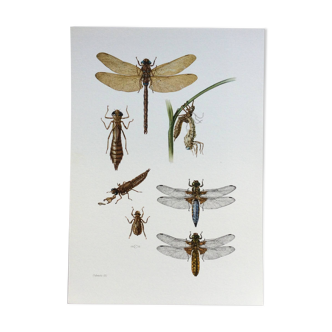 Old illustration "insects", 1960s.