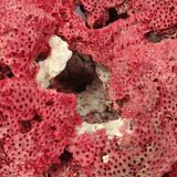 Coral to lay 25 cm